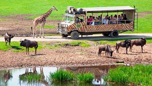 Safari Tour im Serengeti Park Safari Tour im Serengeti Park