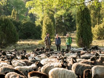 Heidschnucken Herde, Oberoher Heide Heidschnucken Herde, Oberoher Heide
