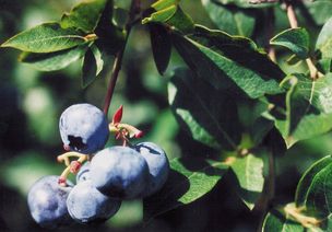 Heidelbeeren im Aller-Leine-Tal Heidelbeeren im Aller-Leine-Tal