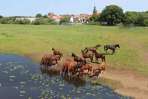 Pferde auf den Allerwiesen in Verden Pferde auf den Allerwiesen in Verden