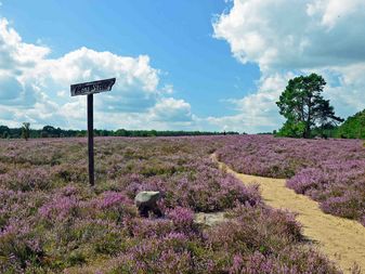 Ein Wanderweg durch die Heideflächen Ein Wanderweg durch die Heideflächen